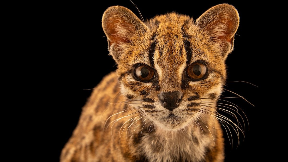 Leopardus tilcayo: أول نوع جديد من القطط يُوصف منذ أكثر من 100 عام