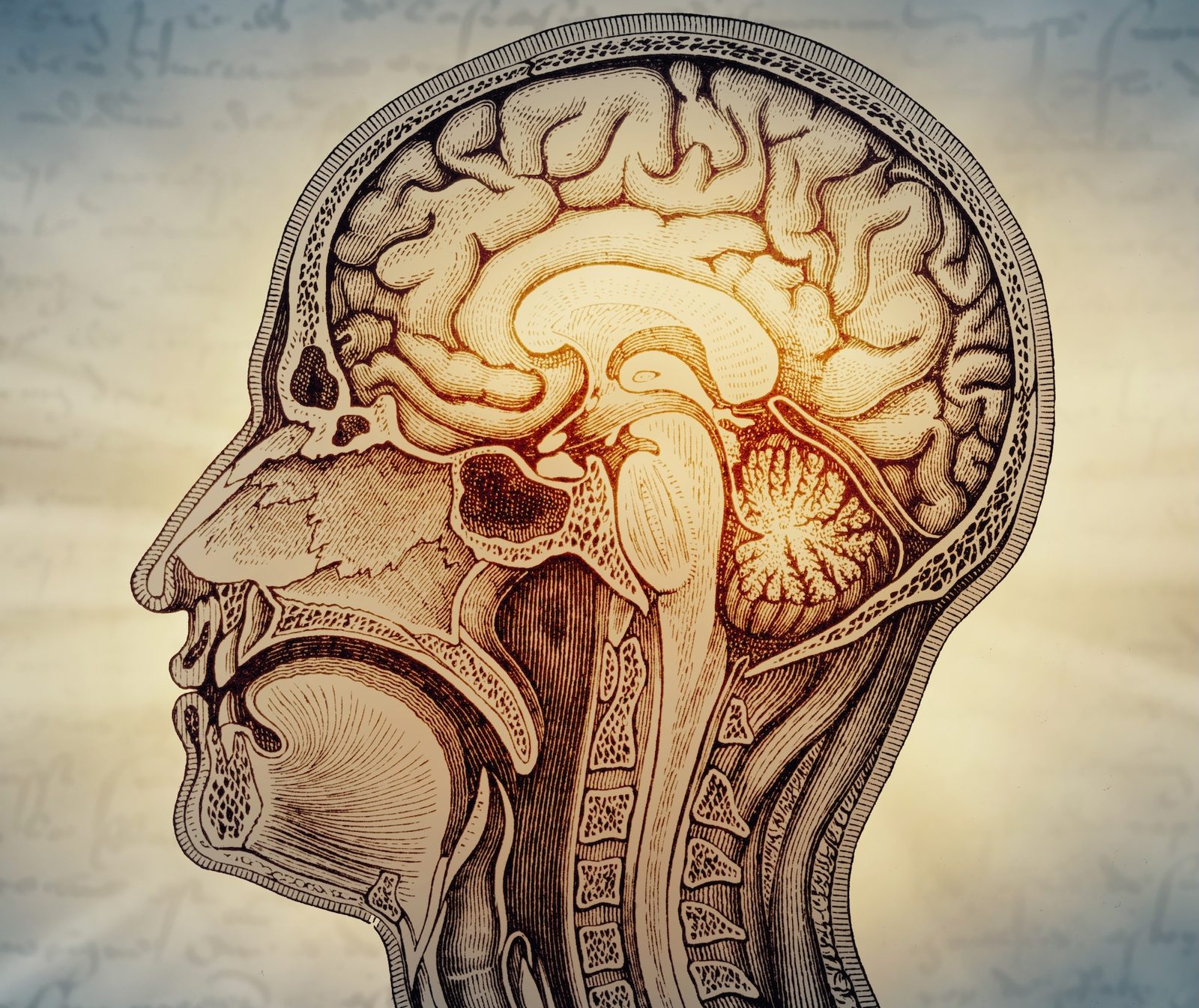 Stanford Medicine study finds the human brain is two separate organs